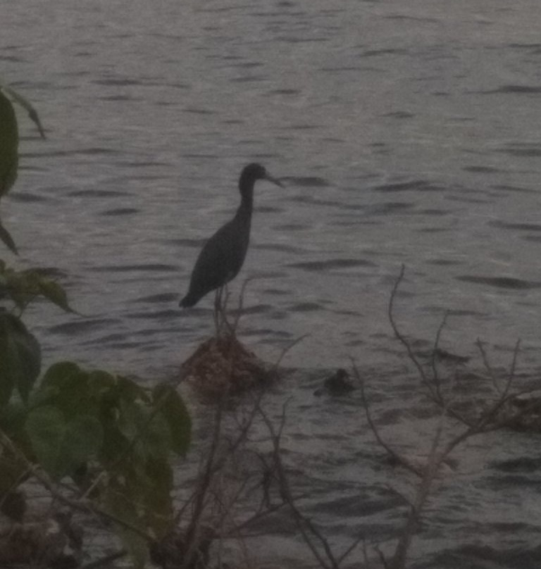 Bayshore Live Oak Park景点图片