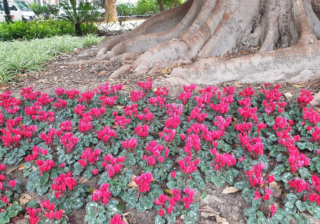 Jardin de Floridablanca-穆尔西亚必去景点