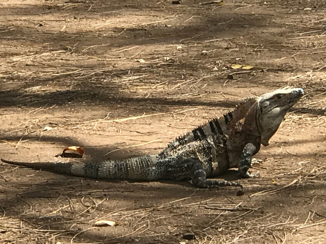 Parque Nacional Santa Rosa景点图片