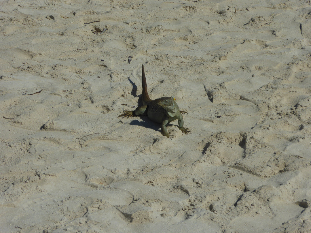 Little Water Cay-普罗维登西亚莱斯必去景点