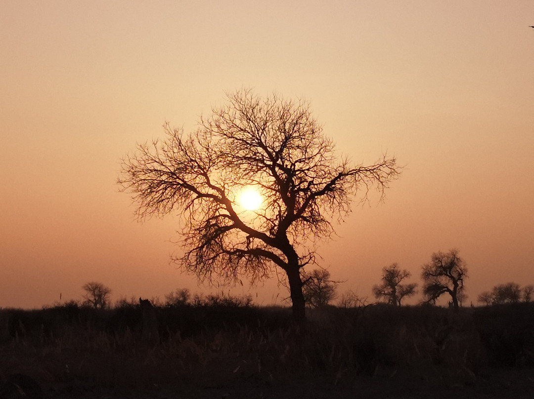 原始胡杨林-木垒哈萨克自治县必去景点