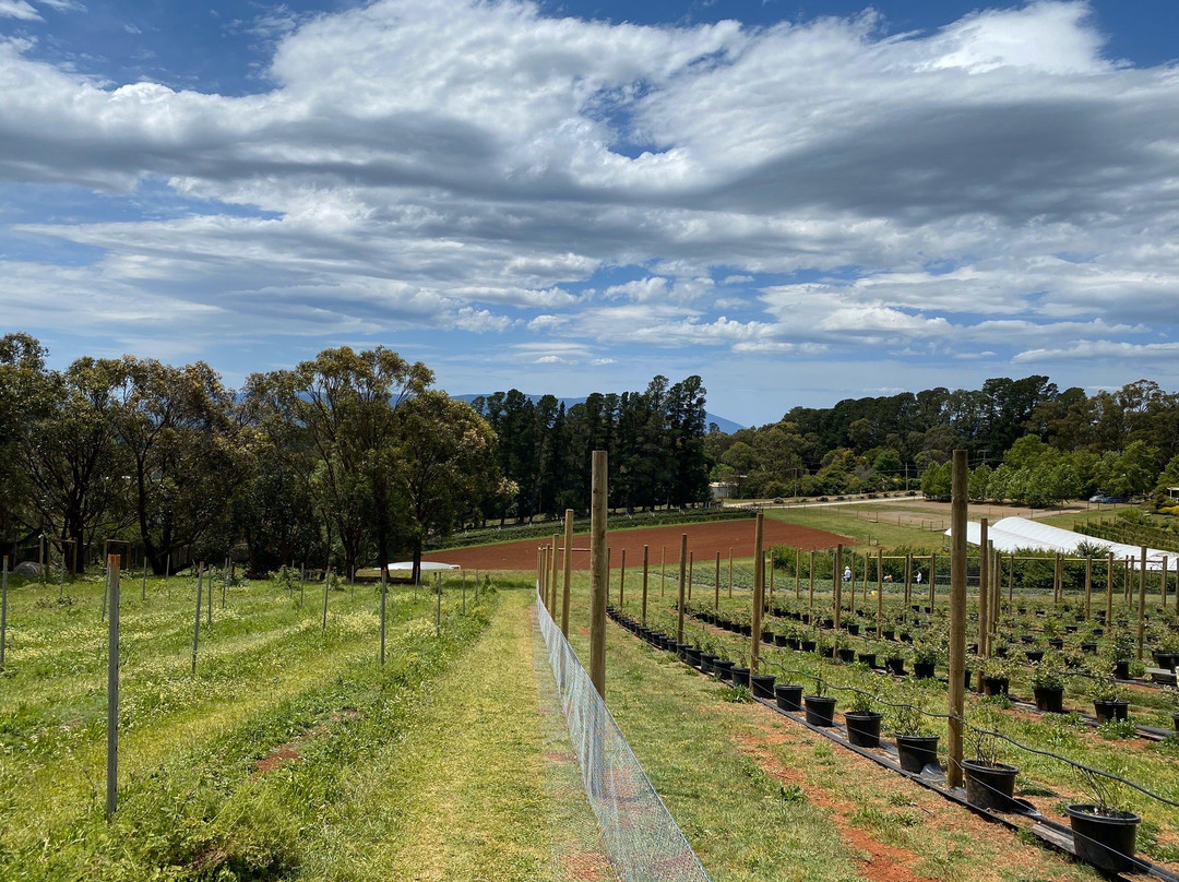 Blue Hills Berries and Cherries-Silvan必去景点