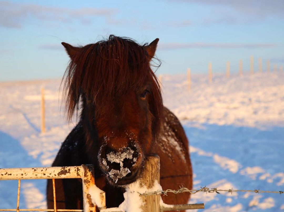 冰岛骑马之旅景点图片