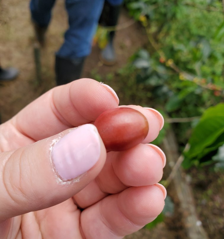 Colombia Coffee Tour-麦德林必去景点