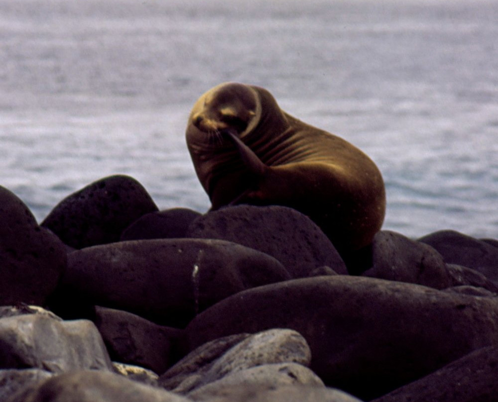 Parque Nacional Galapagos景点图片