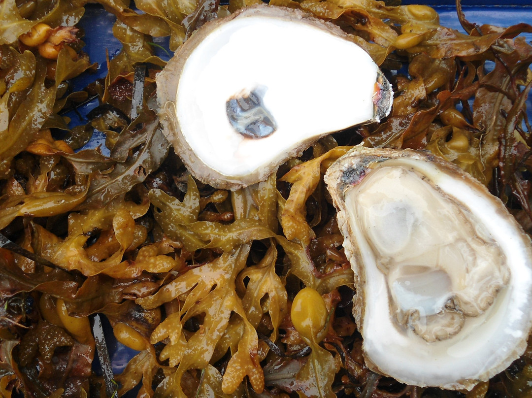 Oyster Lovers Experience-Belfast必去景点
