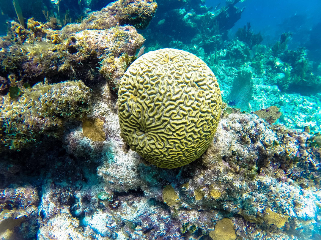 Akumal Bay-艾库玛尔必去景点