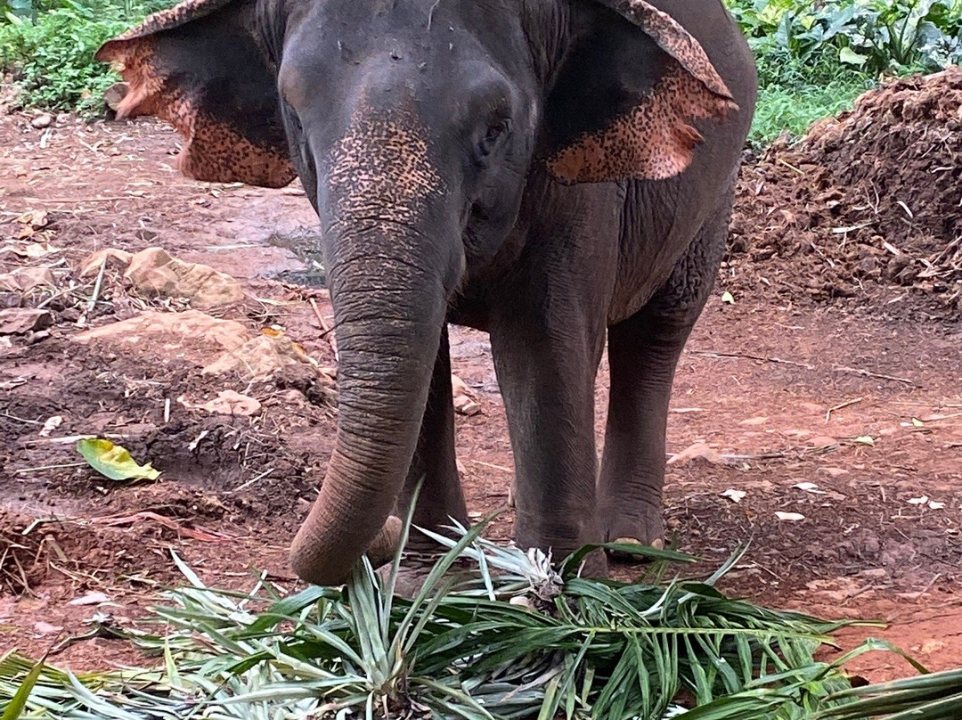Ban Kwan大象营-象岛必去景点