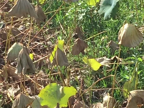 金银湖湿地公园-武汉市必去景点