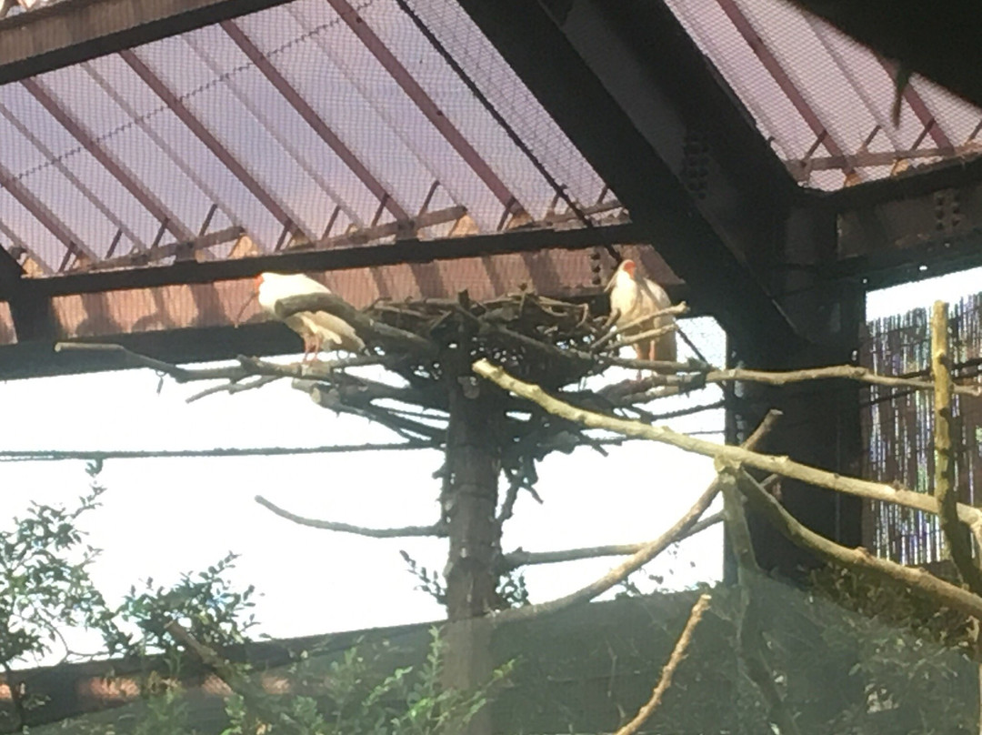 Toki no Mori Park-佐渡市必去景点