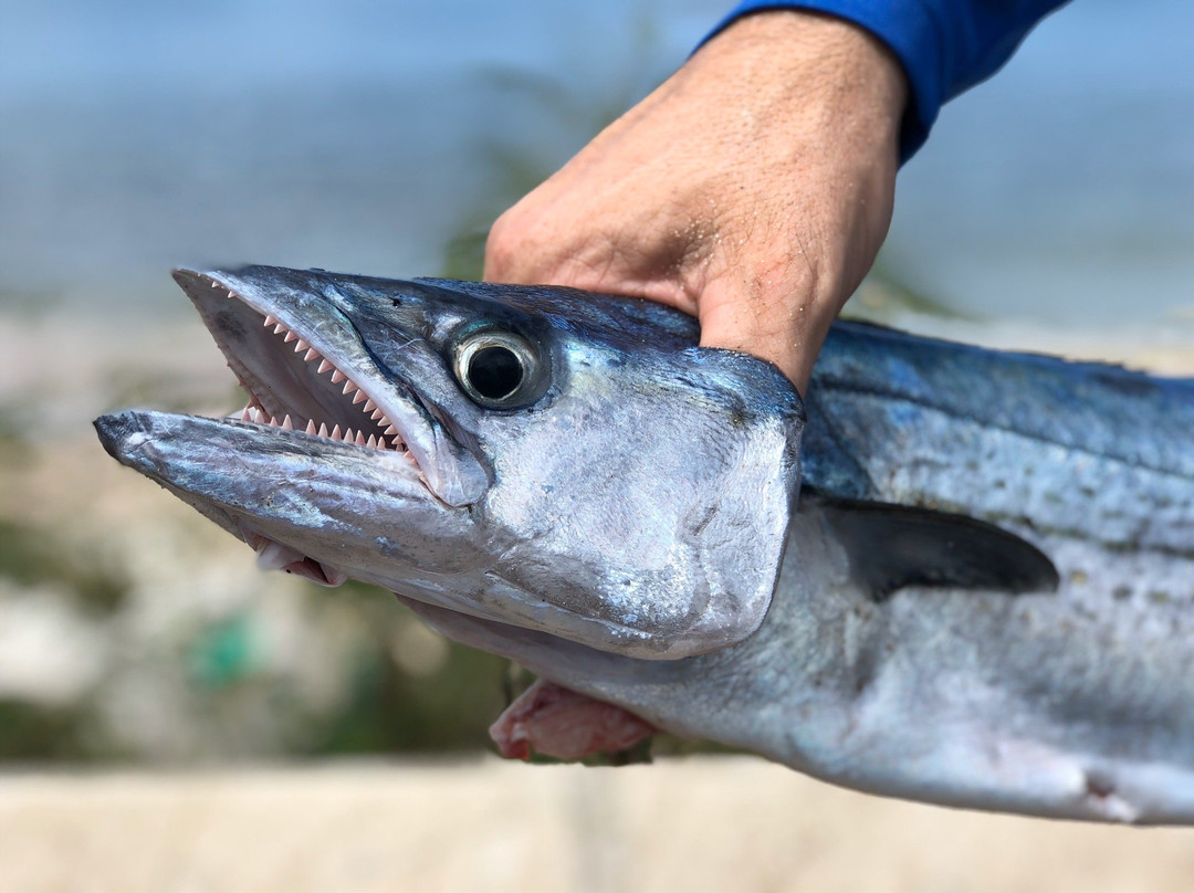 Spearfishing Barbados-巴巴多斯必去景点