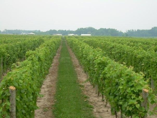 Erie Shore Vineyard