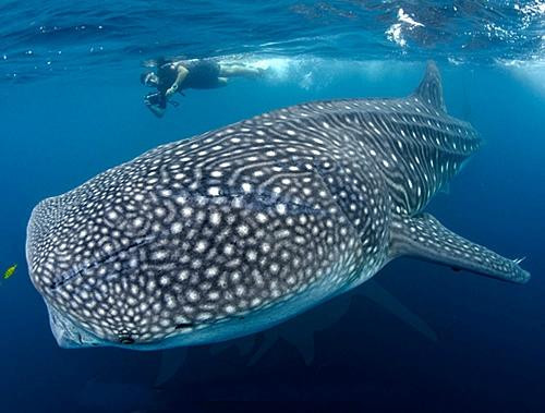 Dive Mulege-Mulege必去景点