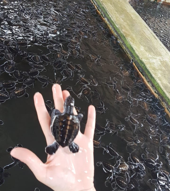 Sea Turtle Farm Galle Mahamodara景点图片