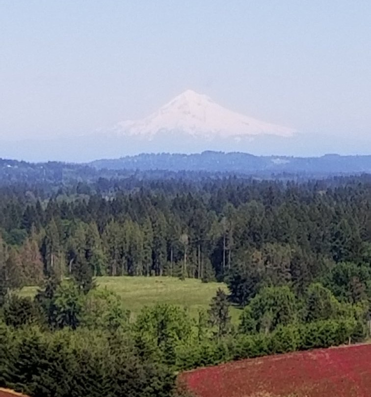 希尔斯伯勒旅游景点-Ruby Vineyard and Winery