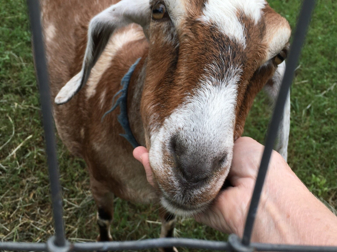 Goat Lady Dairy-Climax必去景点