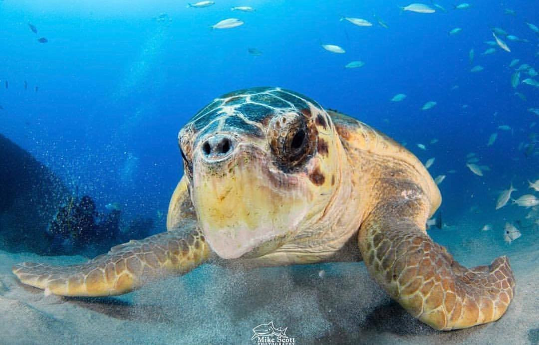 Calypso Dive Charters-Riviera Beach必去景点