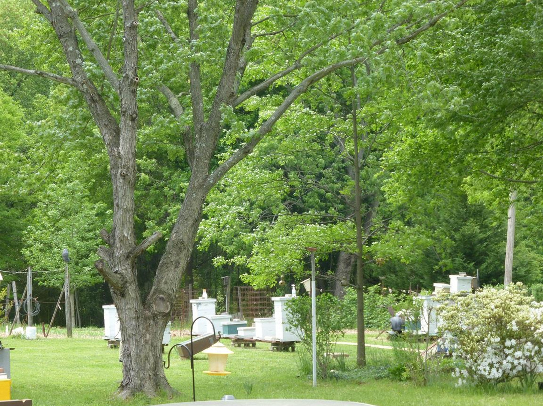 Kirkwood旅游景点-The Bee Keeper