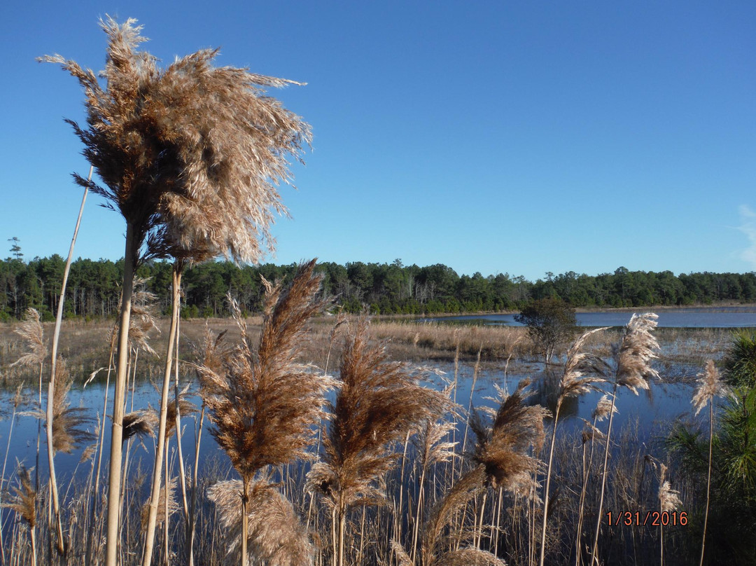 Princess Anne Wildlife Management Area景点图片