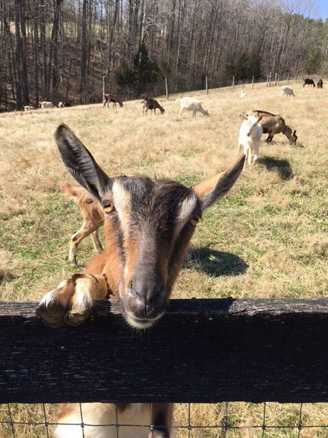 Faber旅游景点-Caromont Farm