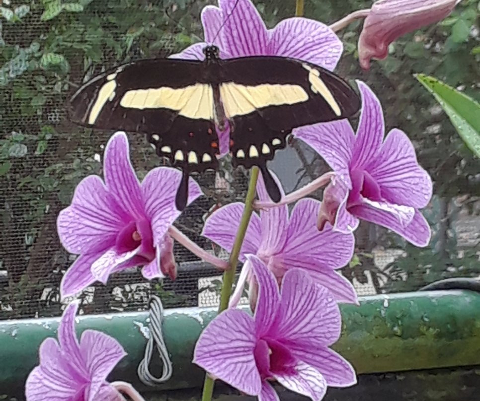 Butterfly World景点图片