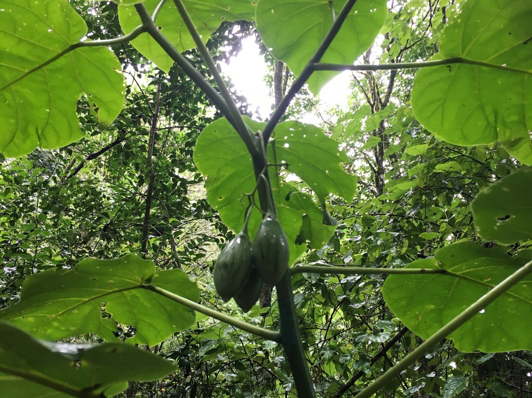 圣洛伦索旅游景点-Polygon A Ecological Reserve