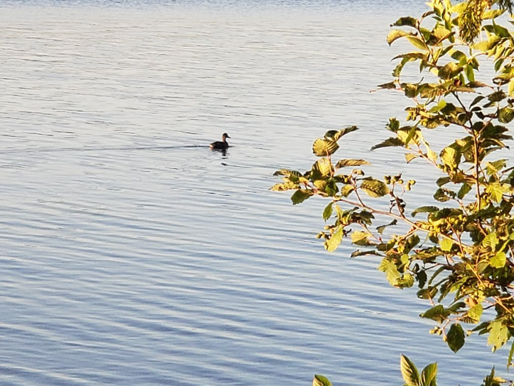 Gunflint Pines Resort & Campgrounds主图