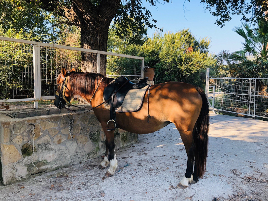 Athina & Dennis Horse Riding Centre-提斯里菲必去景点