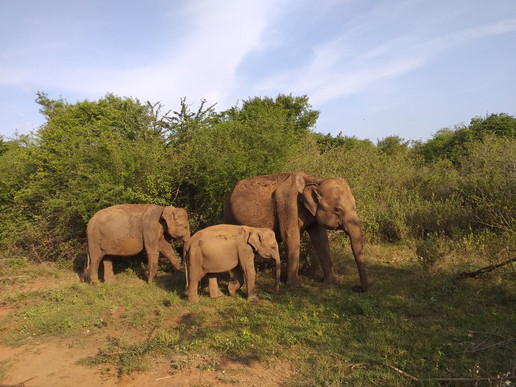 Sri Lanka Amazing Tours-加勒必去景点