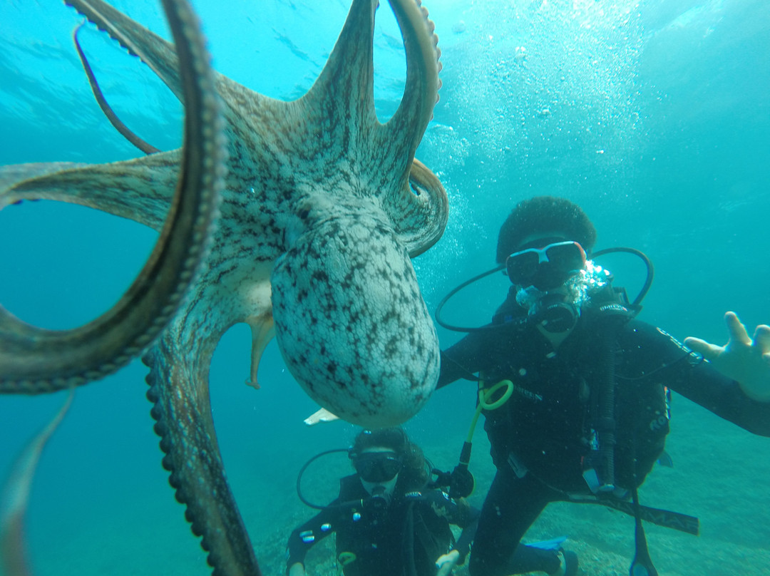 Opensea Diving-施托贝雷必去景点