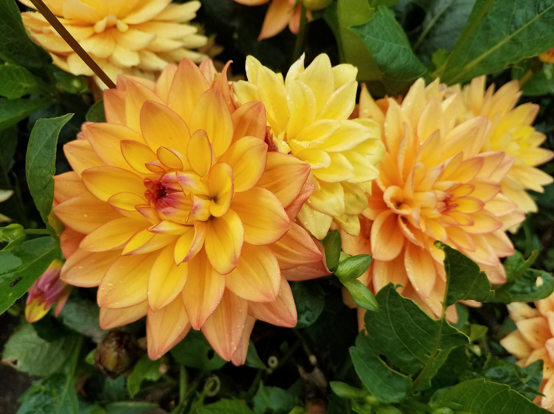 Evergreen Arboretum & Gardens-埃弗里特必去景点