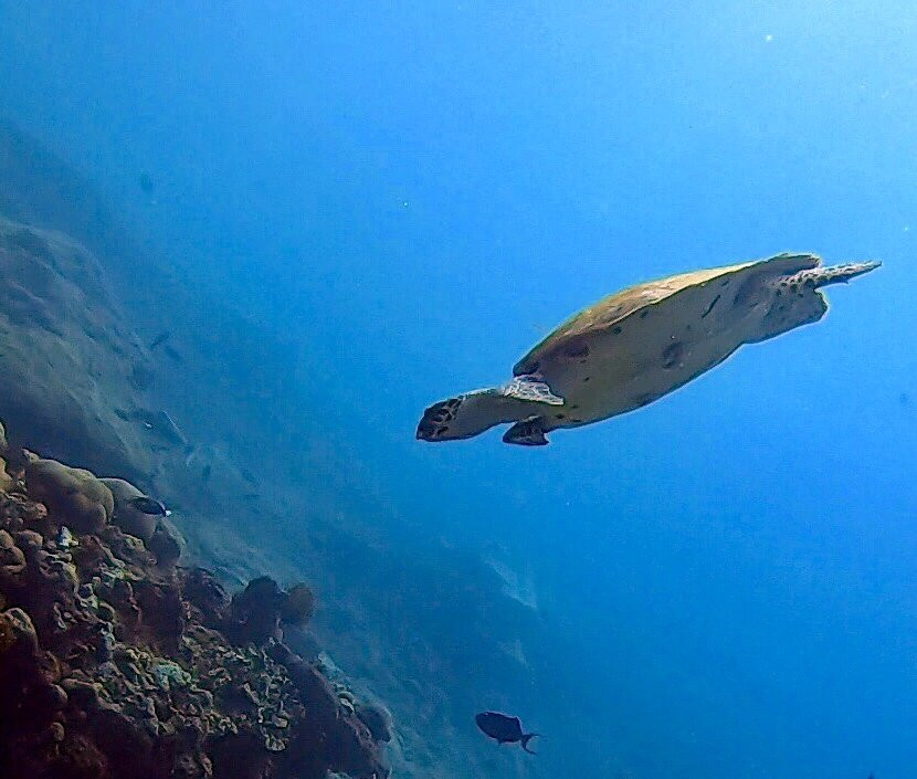 Bali Scuba景点图片