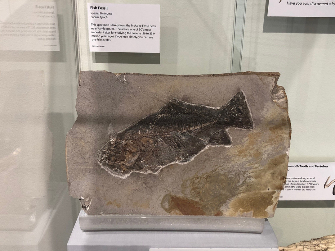 Okanagan Heritage Museum景点图片