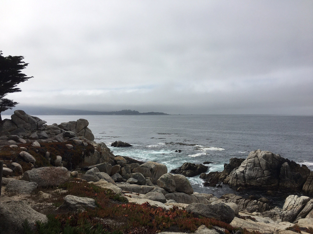 Ghost Tree-圆石滩必去景点