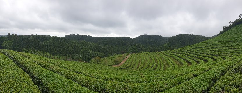 Boseong Green Tea Field Daehan Dawon景点图片