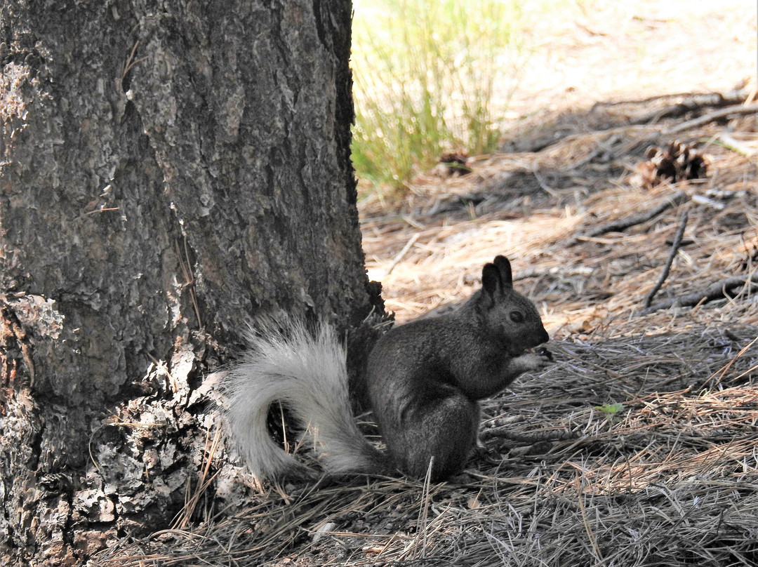 North Rim Campground主图