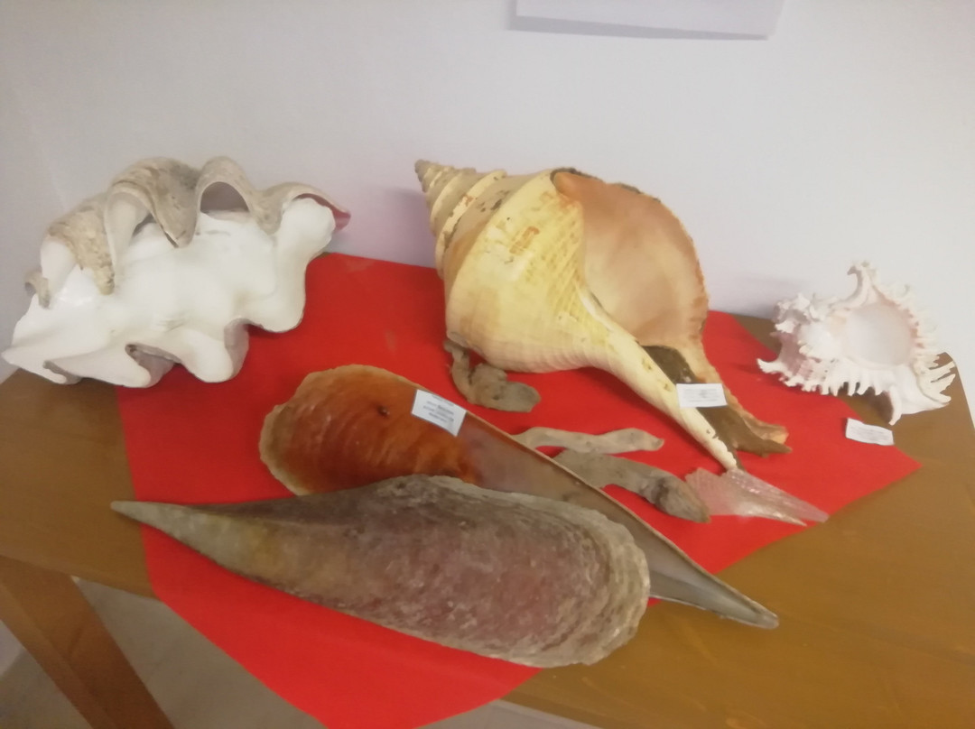 Museo delle Conchiglie