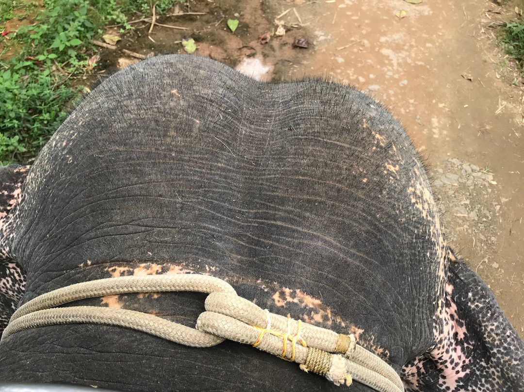 Elephant Junction-帖可迪必去景点