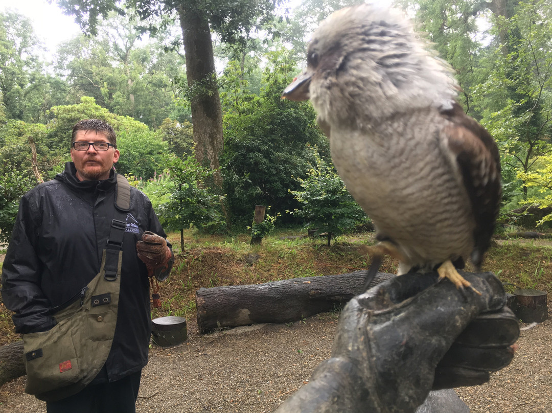 West Wales Falconry景点图片