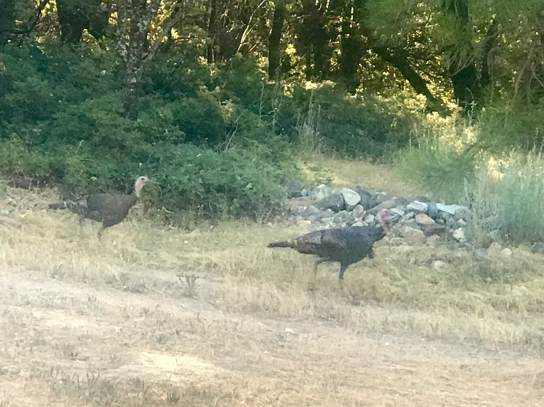 Sierra Trails Inn主图