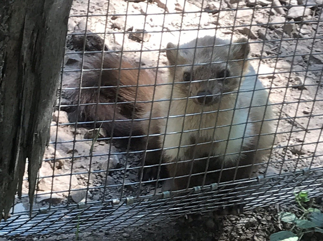 Parco Zoo di Poppi景点图片