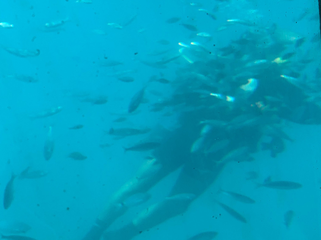 Yellow Submarine Tours-居斯塔维亚必去景点