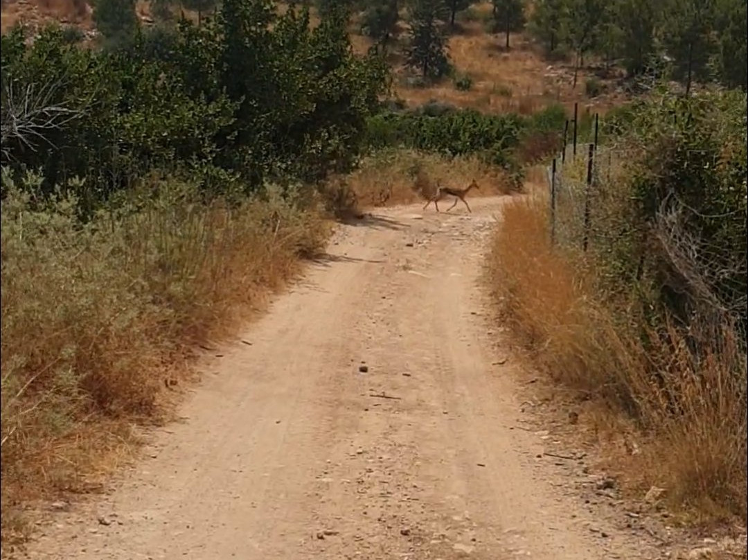 Muly, by Jerusalem ATV Adventure Tours-Ma'ale HaHamisha必去景点