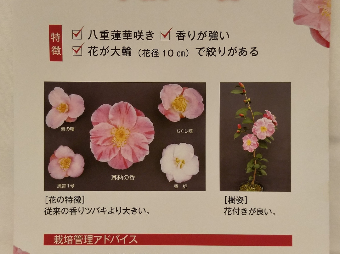 Kurume World Camellia Museum景点图片