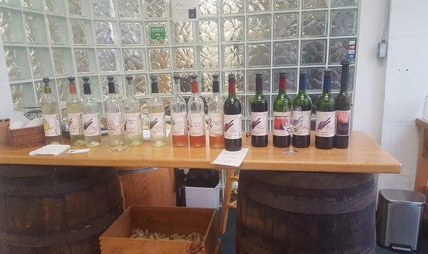 Murielle Winery-克利尔沃特必去景点