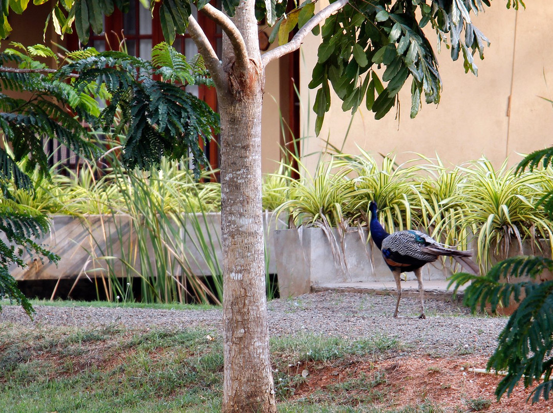 Seerock the King's Domain主图