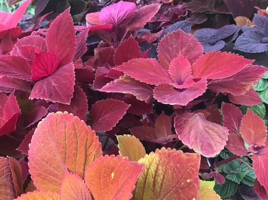 Whitney Gardens and Nursery-Brinnon必去景点