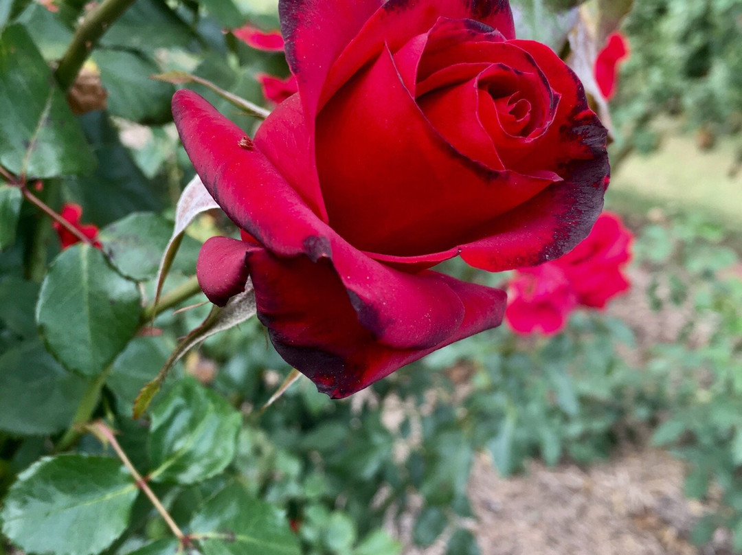 Cowra Rose Garden景点图片