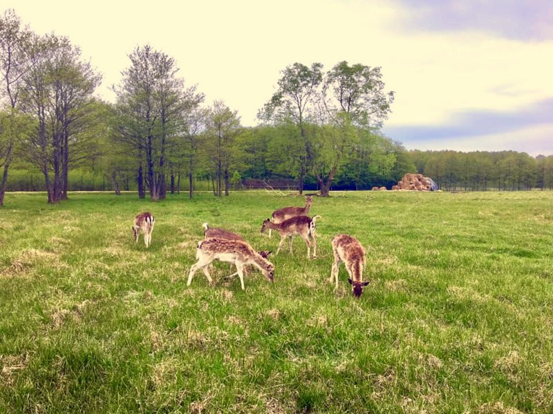 Karkle酒店住宿-Gamtos Perlas