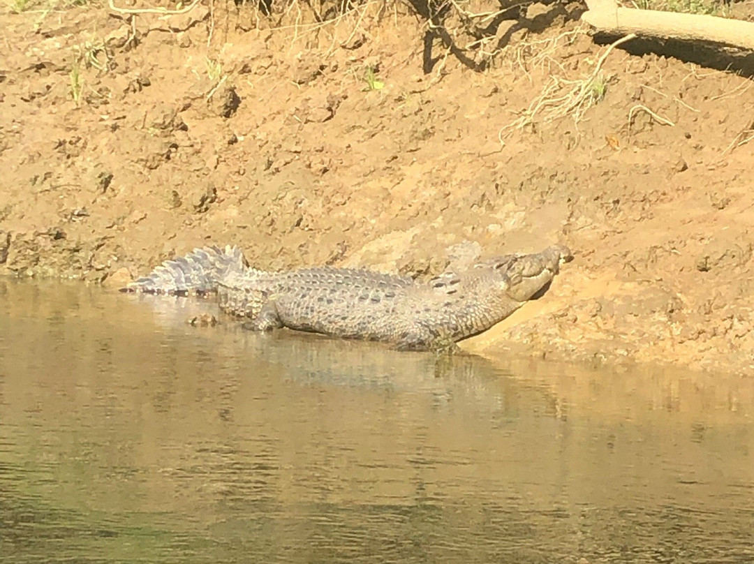 Solar Whisper Wildlife and Crocodile Cruises on the Daintree river景点图片